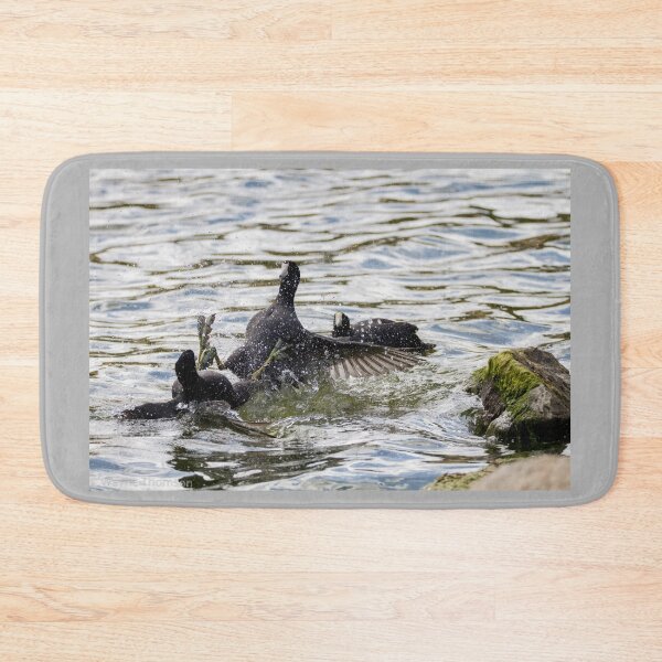 Item preview, Coot Fight  designed and sold by Wayne Thomson.