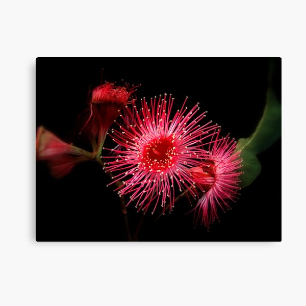 " Gum Blossom".. Canvas Print