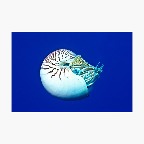 Nautilus Photographic Print
