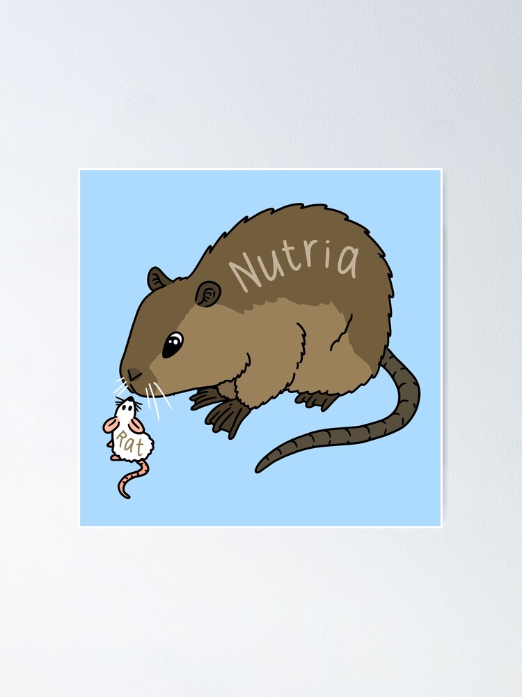 “cute nutria and a little rat.” Poster for Sale by jjartanddrawing