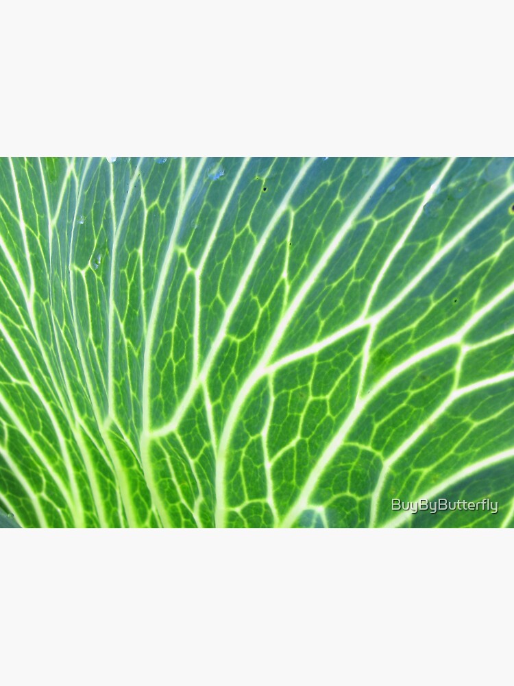 "Natural Beauty Of The Humble Cabbage Leaf" Sticker for Sale by