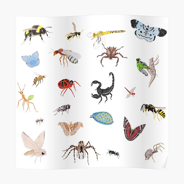Bugs Poster
