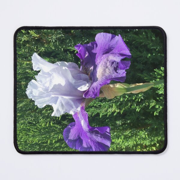 Item preview, Blue and Purple Iris  designed and sold by Amanda1775.