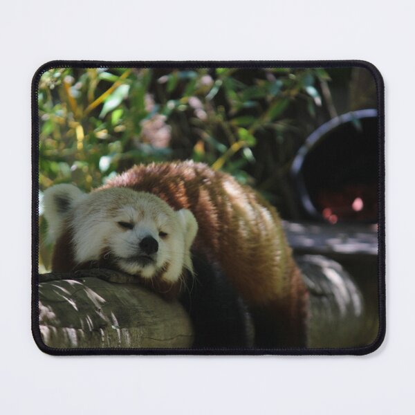 Item preview, Red Panda Sleeping designed and sold by Wayne Thomson.