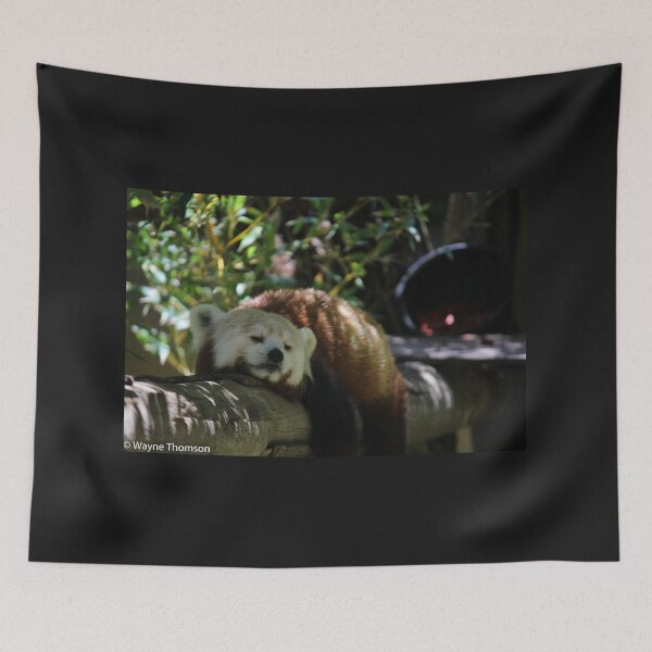 Item preview, Red Panda Sleeping designed and sold by Wayne Thomson.