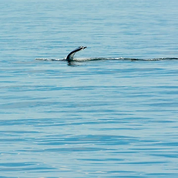 Artwork thumbnail, Flipper Wave by Ruth Curtis