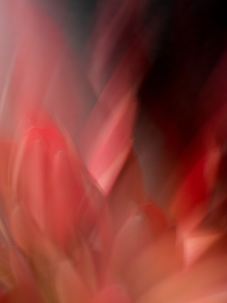 Fleur Blur-Abstract Red Leaves Photo by AhUmDesign