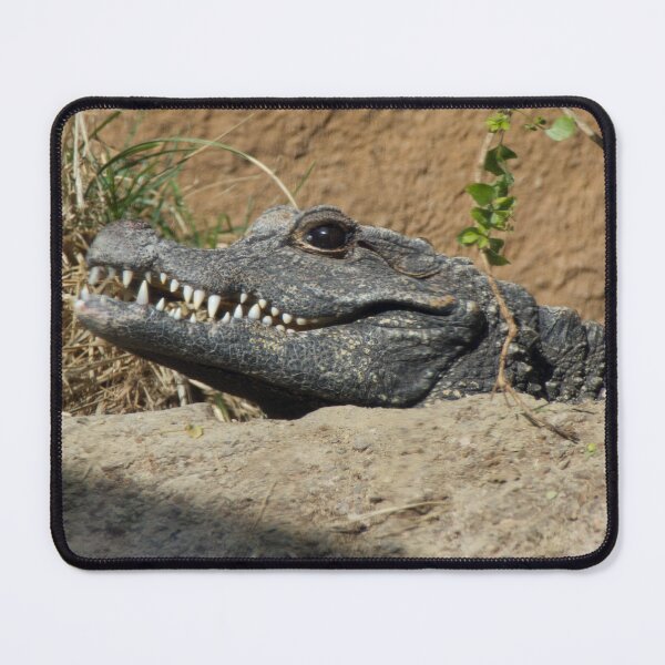 Item preview, What A Croc designed and sold by Wayne Thomson.
