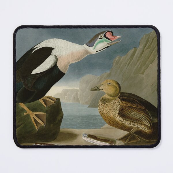 Item preview, King Duck - John James Audubon Birds of America designed and sold by Natural History Prints.