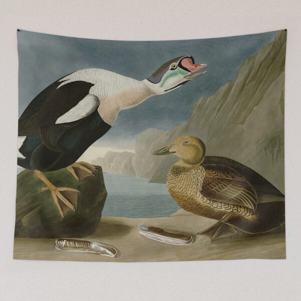 Item preview, King Duck - John James Audubon Birds of America designed and sold by Natural History Prints.