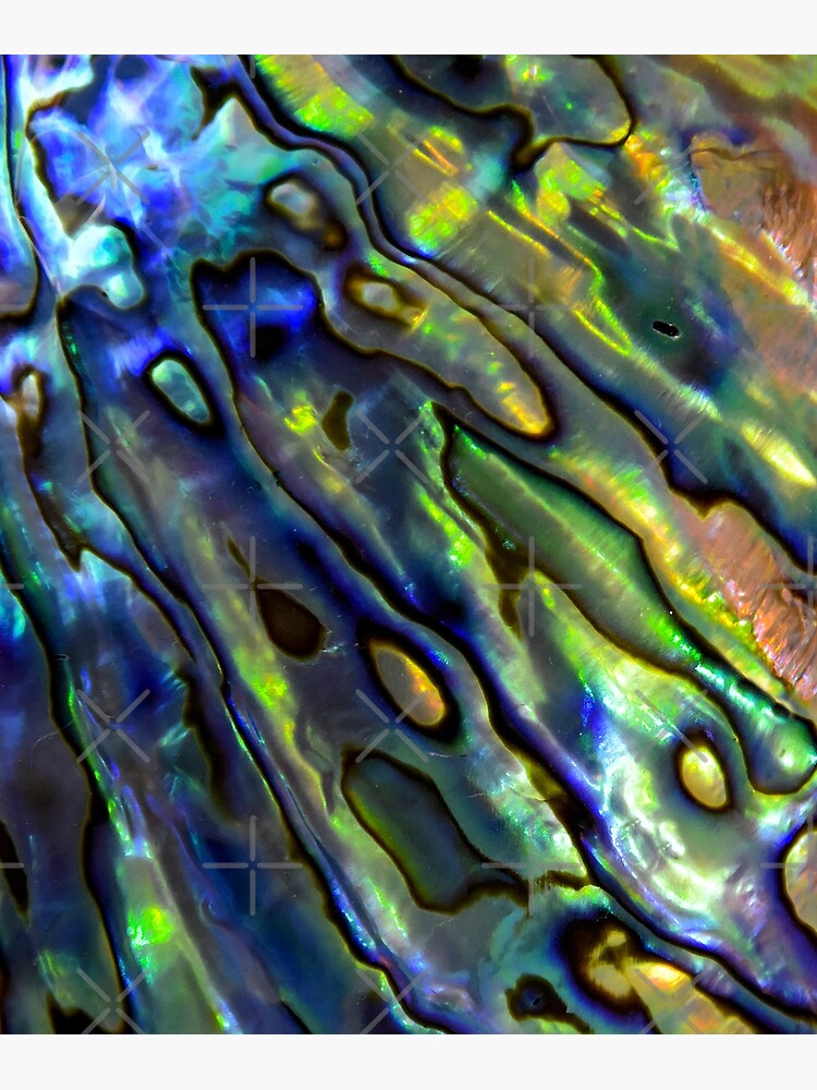 "Abstract Paua Abalone Shell Texture Pattern, Polished Paua Abalone ...