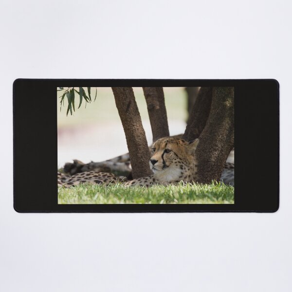 Item preview, Resting Cheetah designed and sold by Wayne Thomson.