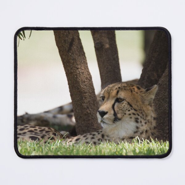Item preview, Resting Cheetah designed and sold by Wayne Thomson.