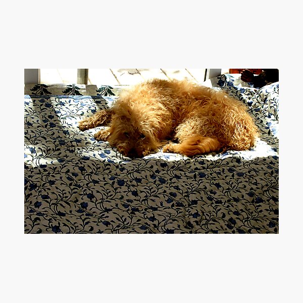 Bed Of Flowers Photographic Print