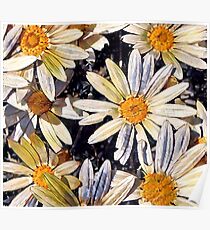 Happy Little Daisies Poster