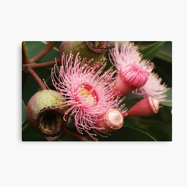 Item preview, Pink Eucalypt flower bud and gumnut designed and sold by picketty.