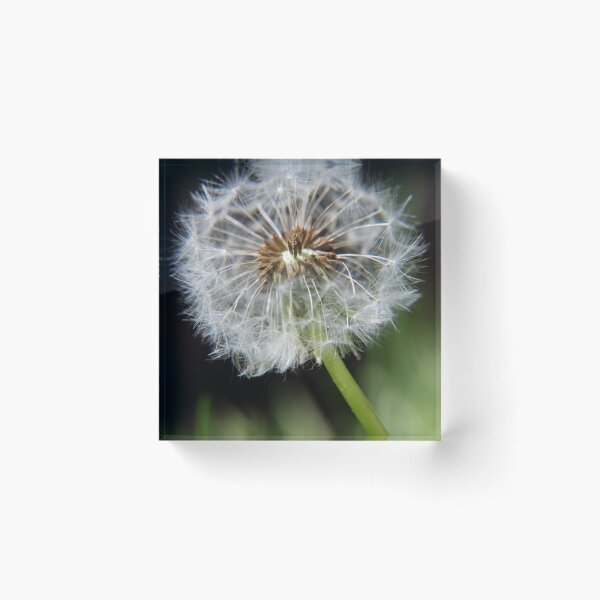 Item preview, Dandelion Dream designed and sold by maddiescorner.