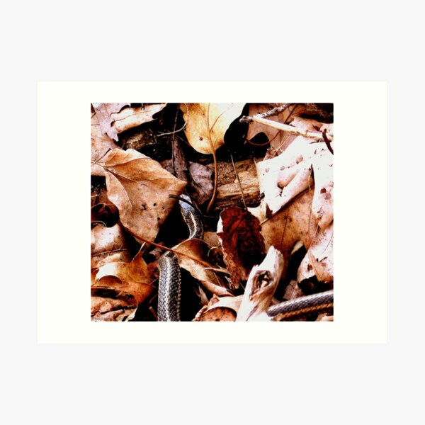 Forest Floor Art Print