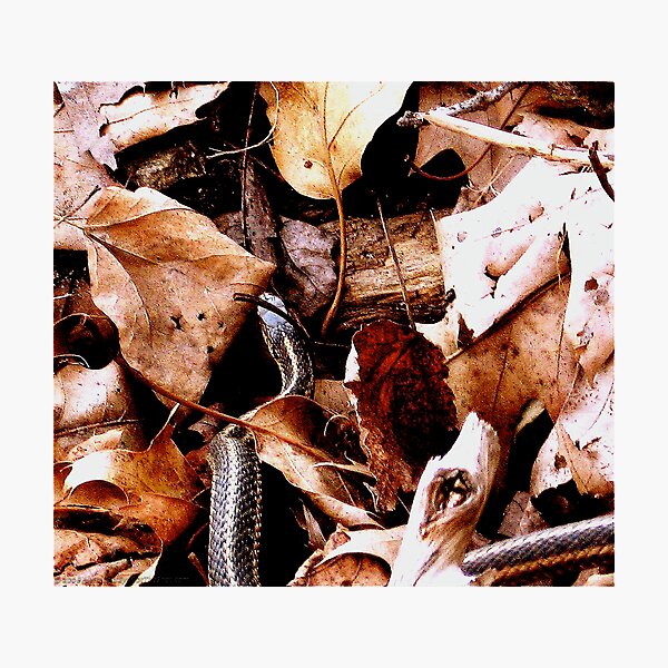 Forest Floor Photographic Print