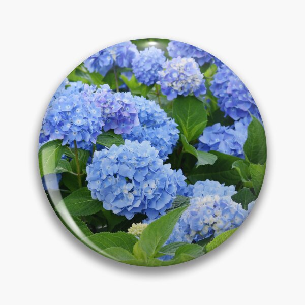Item preview, Beautiful Purple & Blue Nantucket Hydrangeas Blooming  designed and sold by newburyboutique.