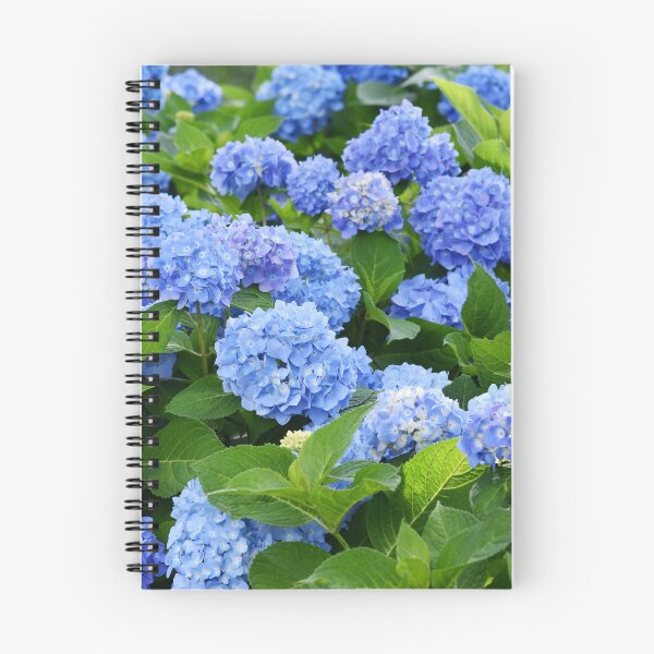 Item preview, Beautiful Purple & Blue Nantucket Hydrangeas Blooming  designed and sold by newburyboutique.