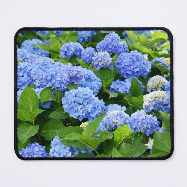 Item preview, Beautiful Purple & Blue Nantucket Hydrangeas Blooming  designed and sold by newburyboutique.