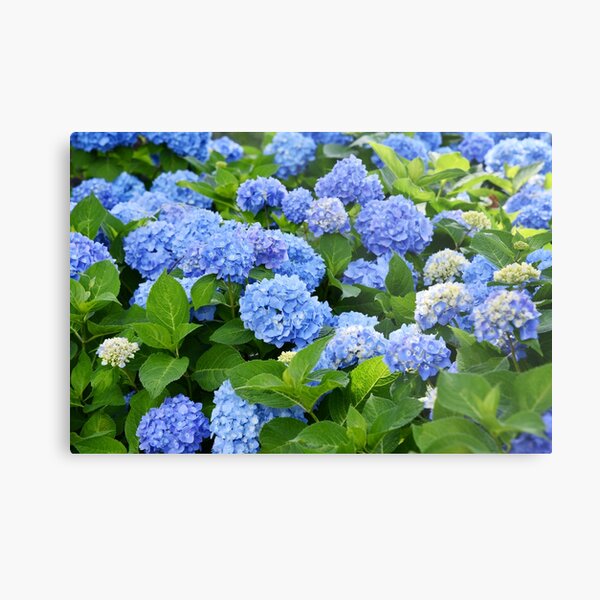 Lámina metálica «Hermosas Hortensias Azules» de newburyboutique | Redbubble