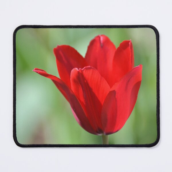 Item preview, Backlit Red Tulip designed and sold by Kathleen Brant.