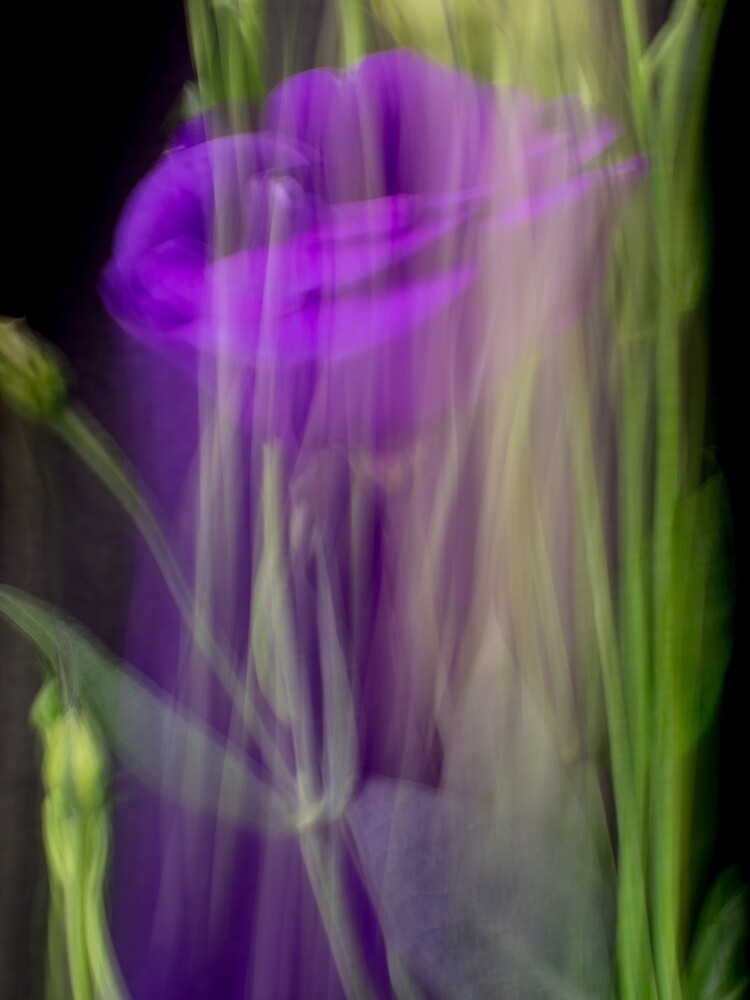 Fleur Blur-Abstract Purple Flower Photo by AhUmDesign