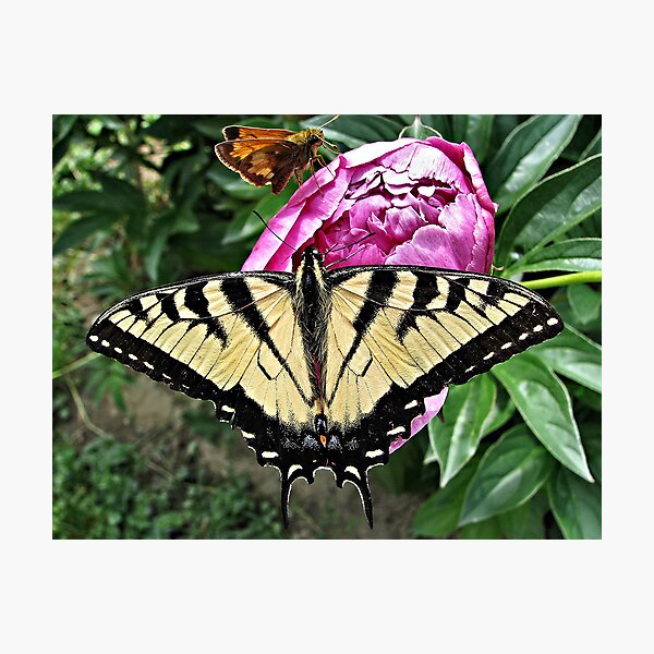 Item preview, Two For One designed and sold by JulsDesigns.