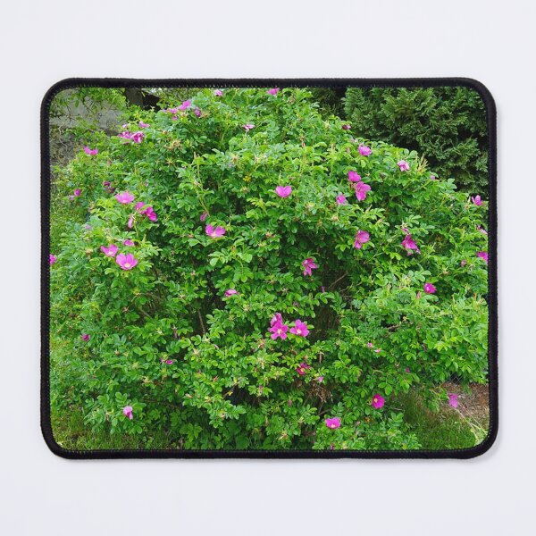 Item preview, Rosa Rugosa trends designed and sold by charlenterafitz.