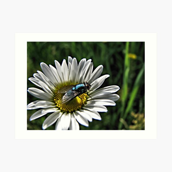 Item preview, Little Blue Fly  designed and sold by JulsDesigns.