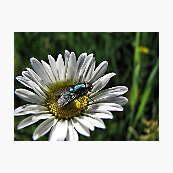 Aperçu de l'œuvre Little Blue Fly  créée et vendue par JulsDesigns.