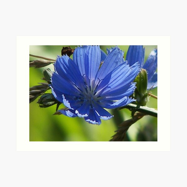Wildflower 1 Art Print