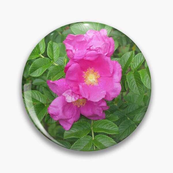 Item preview, Rosa Rugosa designed and sold by jenniferidern60.