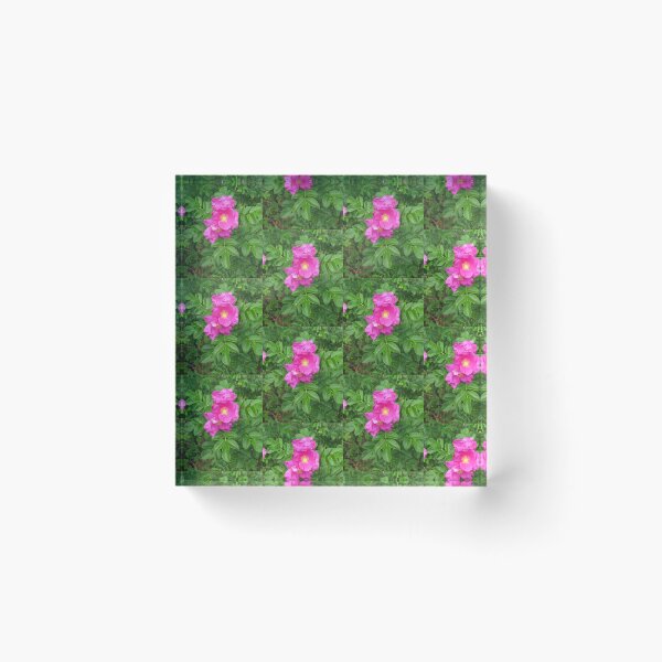 Item preview, Rosa Rugosa designed and sold by jenniferidern60.