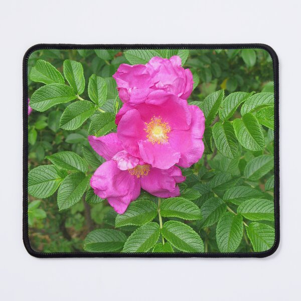 Item preview, Rosa Rugosa designed and sold by jenniferidern60.