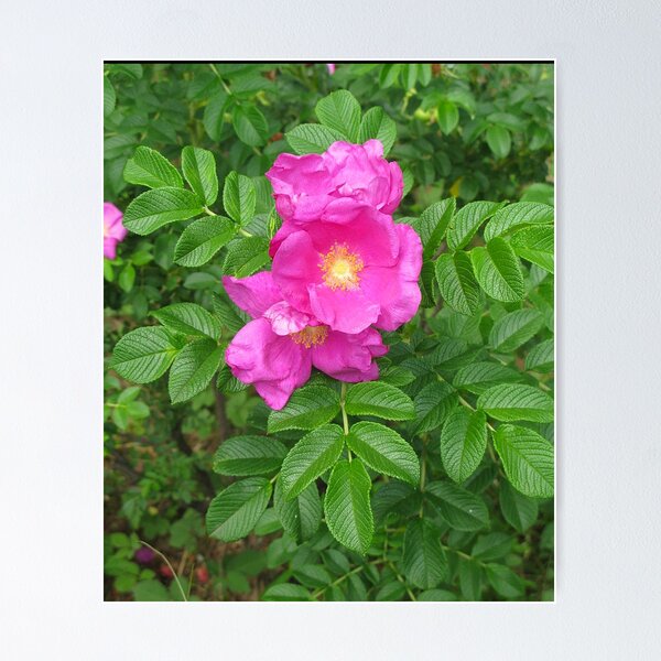 Item preview, Rosa Rugosa designed and sold by jenniferidern60.
