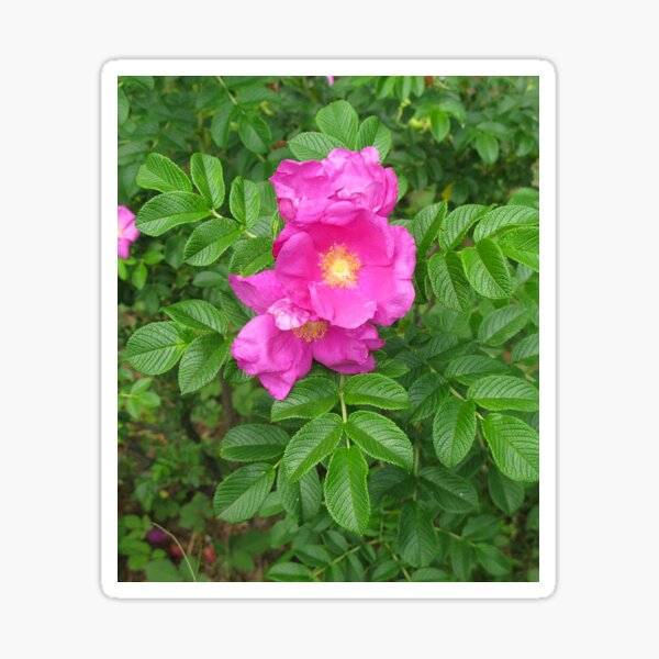 Item preview, Rosa Rugosa designed and sold by jenniferidern60.