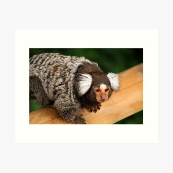 Item preview, Marmoset....... designed and sold by jdmphotography.