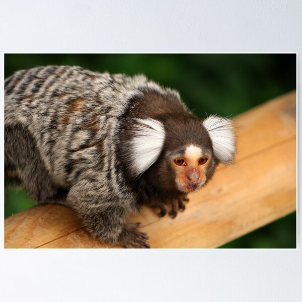 Item preview, Marmoset....... designed and sold by jdmphotography.