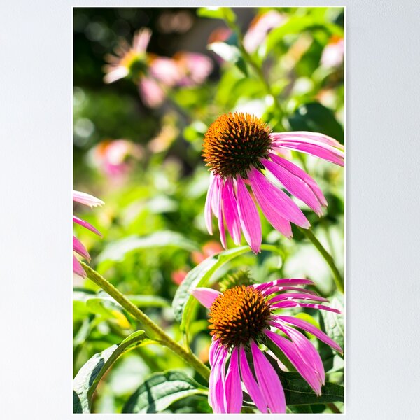 Item preview, Echinacea designed and sold by yanzappa.