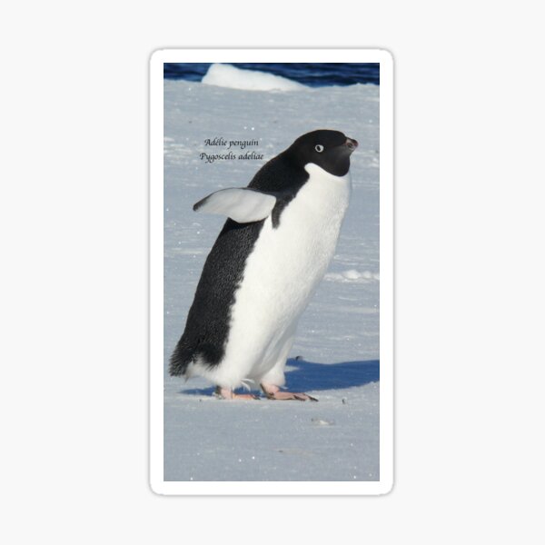 Item preview, Adélie penguin (Pygoscelis adeliae) designed and sold by DaleJacobsen.