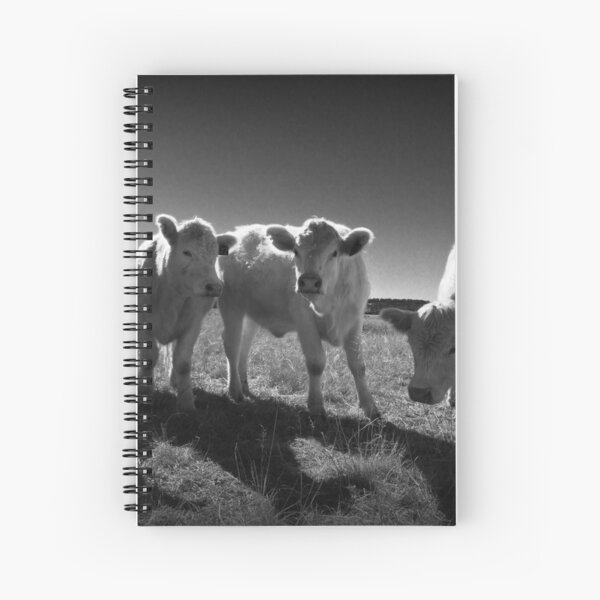 Charolais Geschenke Merchandise Redbubble