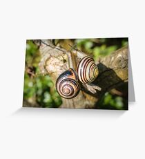 Two Grove Small Striped Snail / Snails Greeting Card