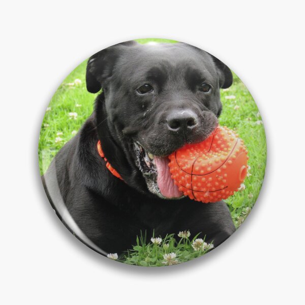 Item preview, Cute Dog Pitbull Black Photography Picture designed and sold by TeOnline.