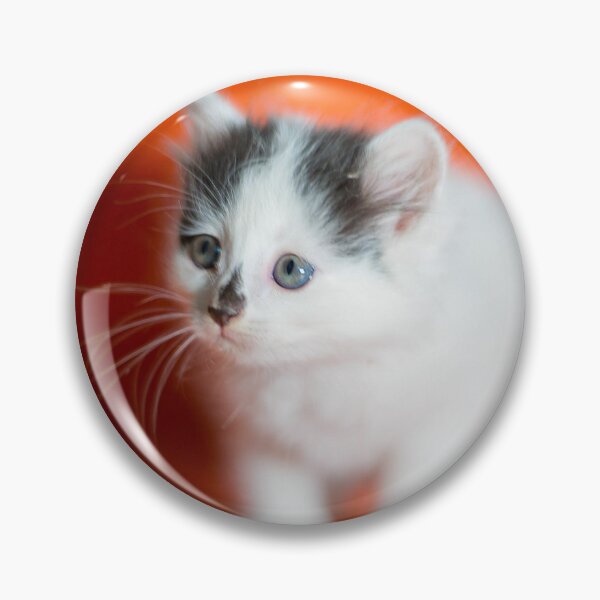 Item preview, Cute Cat Black - Sweetie Kitten Photography designed and sold by TeOnline.