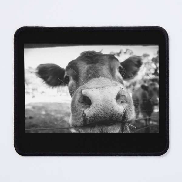 Item preview, Cows designed and sold by jayde amelia.