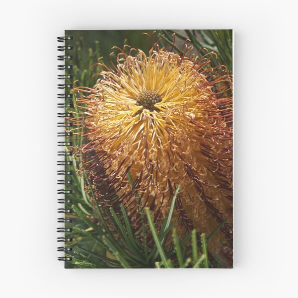 Artikelvorschau, Schöne goldene Banksia Blume entworfen und verkauft von Joy Watson - Natural Light Photography .