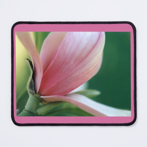 Item preview, pink Japanese Saucer Magnolia, single bloom designed and sold by DigitalEurydice.